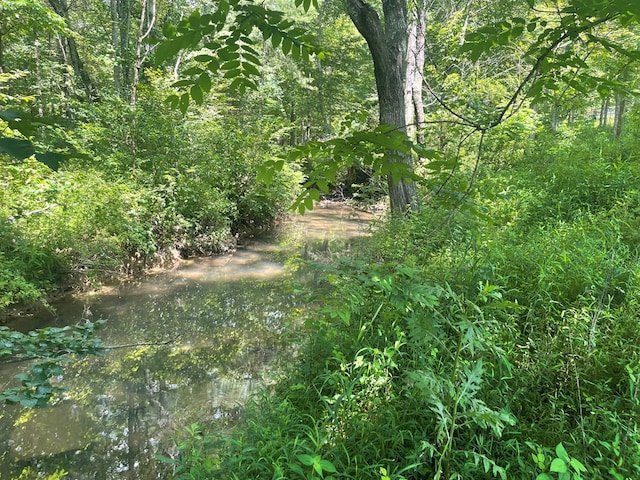 239 Doc Huling Rd, Robbins, TN 37852 - view of tree filled area
