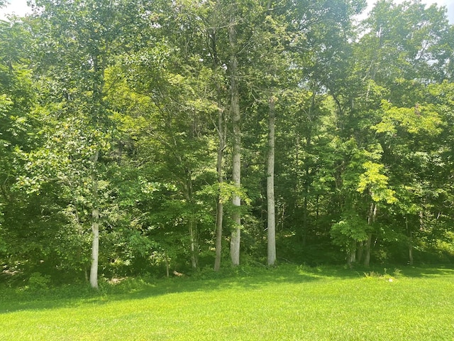239 Doc Huling Rd, Robbins, TN 37852 - view of undeveloped land