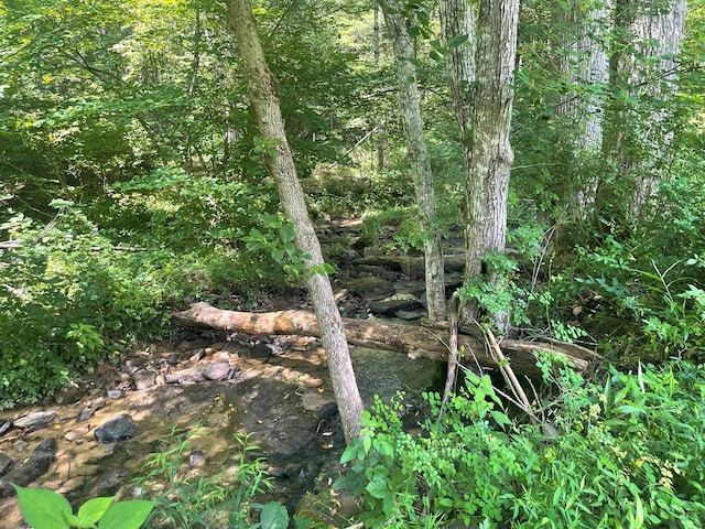 239 Doc Huling Rd, Robbins, TN 37852 - view of undeveloped land
