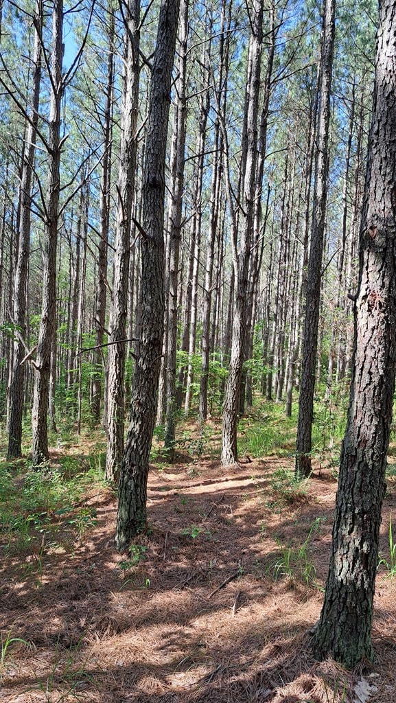 TRACT11 Airport Rd, Piney Creek Acres, Rockwood, TN 37854 - photo 11