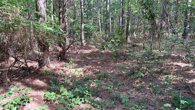 TRACT11 Airport Rd, Piney Creek Acres, Rockwood, TN 37854 - photo 4