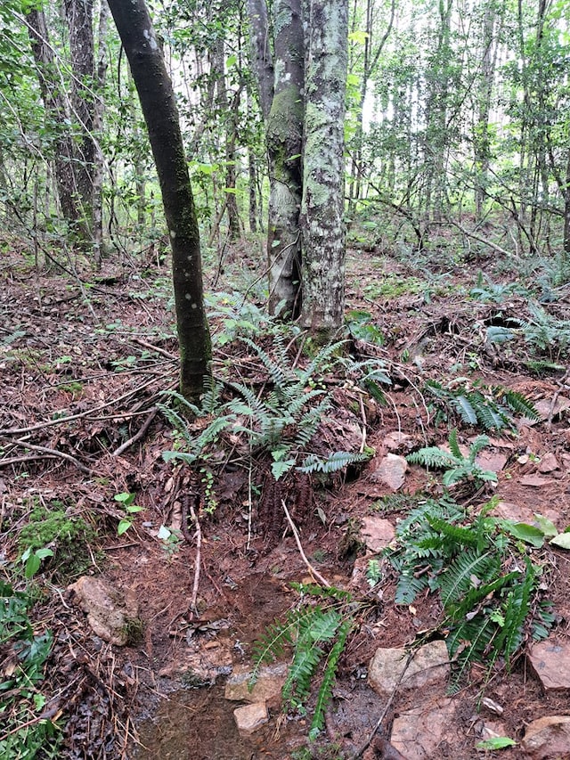 TRACT11 Airport Rd, Piney Creek Acres, Rockwood, TN 37854 - photo 17