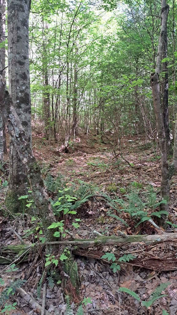 TRACT11 Airport Rd, Piney Creek Acres, Rockwood, TN 37854 - photo 25