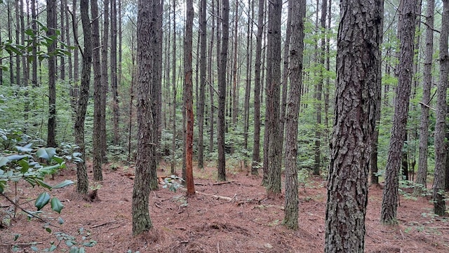 TRACT11 Airport Rd, Piney Creek Acres, Rockwood, TN 37854 - photo 7