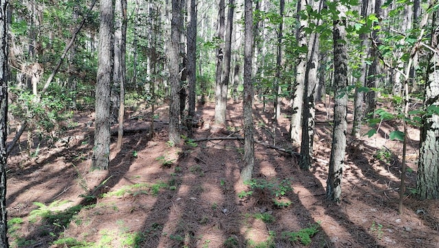 TRACT11 Airport Rd, Piney Creek Acres, Rockwood, TN 37854 - photo 19