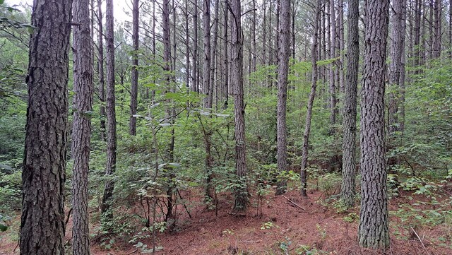 TRACT11 Airport Rd, Piney Creek Acres, Rockwood, TN 37854 - photo 16