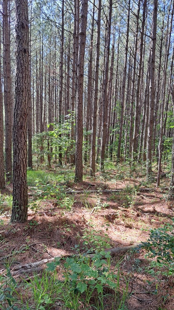 TRACT11 Airport Rd, Piney Creek Acres, Rockwood, TN 37854 - photo 13