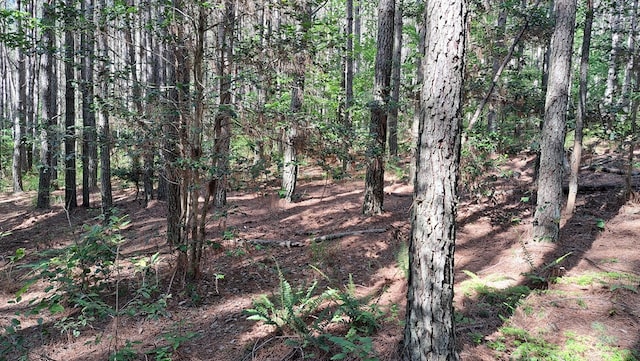 TRACT11 Airport Rd, Piney Creek Acres, Rockwood, TN 37854 - photo 20