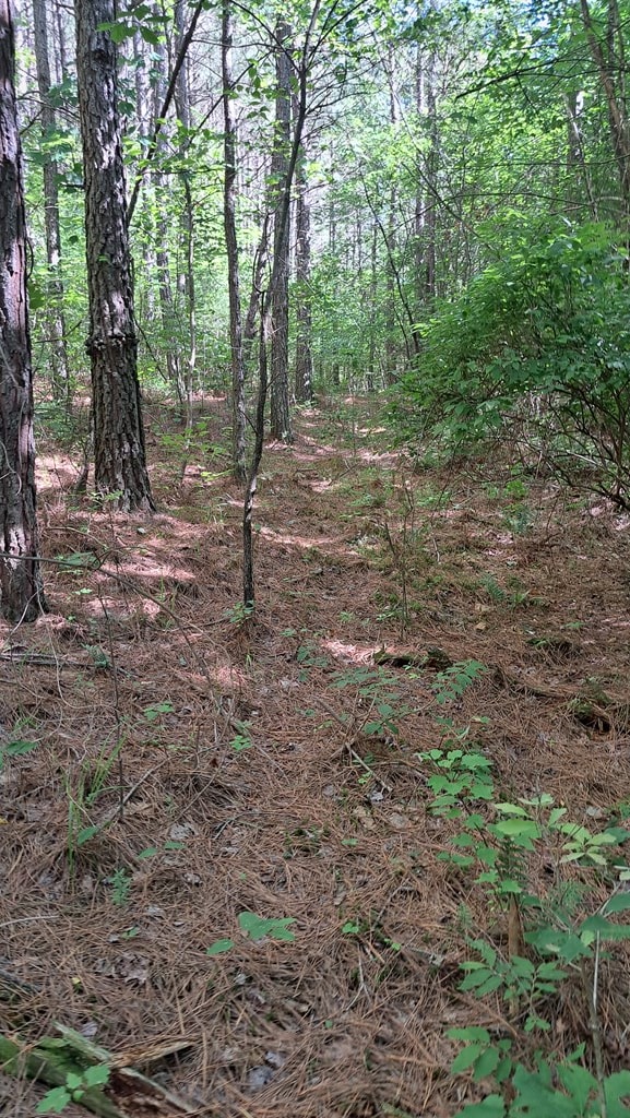 TRACT11 Airport Rd, Piney Creek Acres, Rockwood, TN 37854 - photo 24