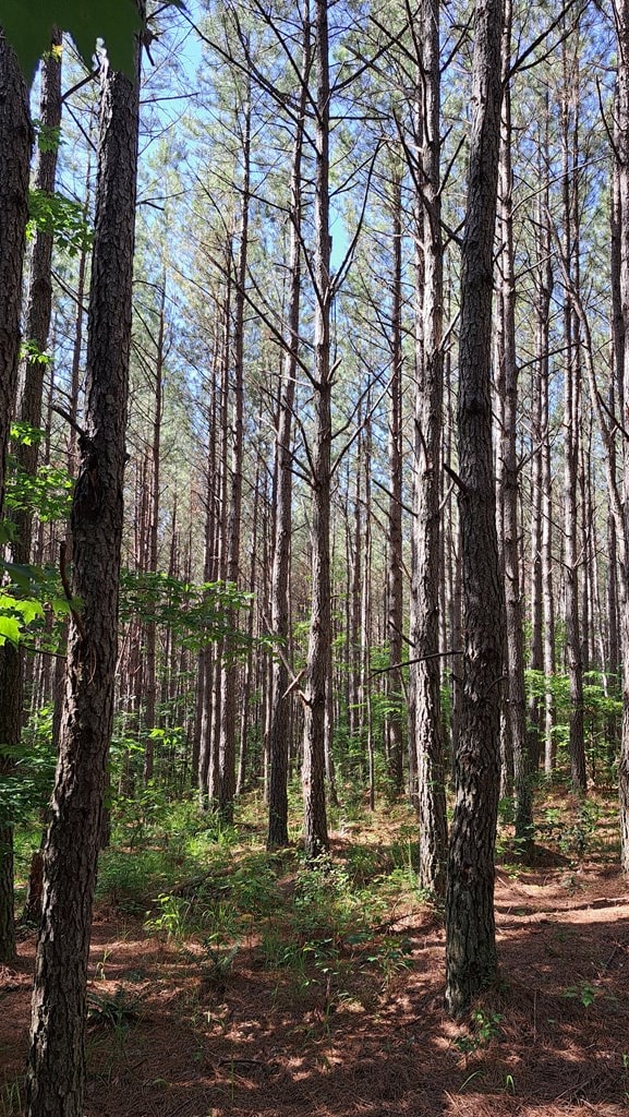 TRACT11 Airport Rd, Piney Creek Acres, Rockwood, TN 37854 - photo 12