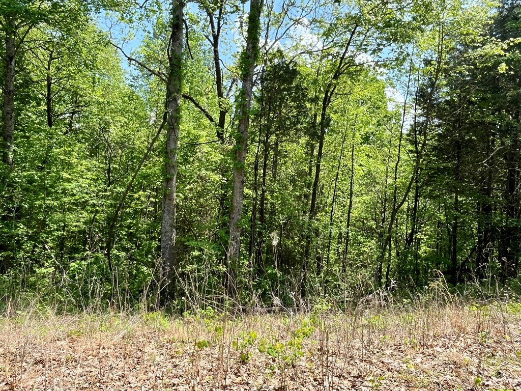 396 Turkeytown Rd, Road, Hilham, TN 38568 - photo 3