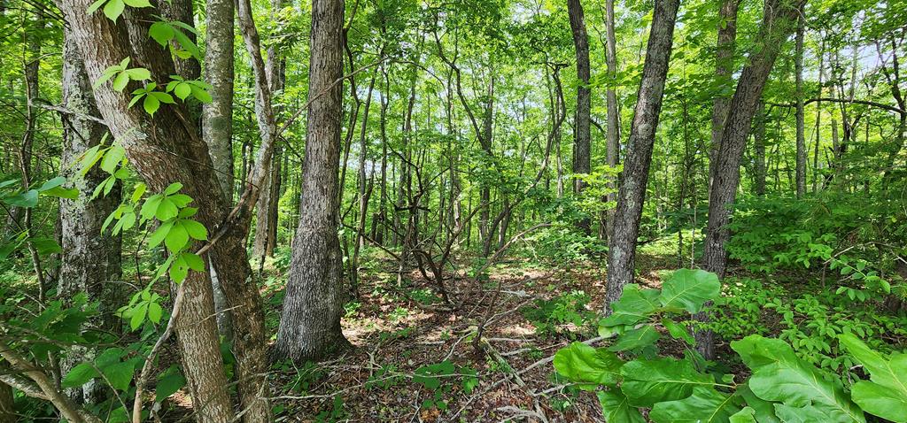 0 Yellow Cliff Rd, Jamestown, TN 38556