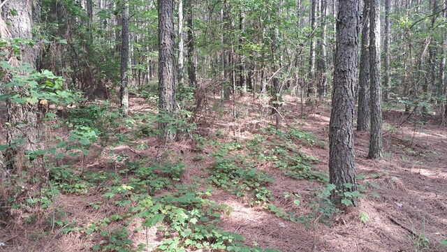 TRACT10 Airport Rd, Piney Creek Acres, Rockwood, TN 37854 - photo 11