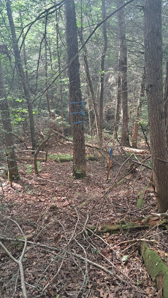 TRACT10 Airport Rd, Piney Creek Acres, Rockwood, TN 37854 - photo 17
