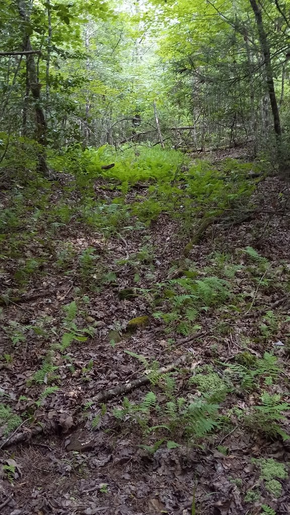 TRACT10 Airport Rd, Piney Creek Acres, Rockwood, TN 37854 - photo 8