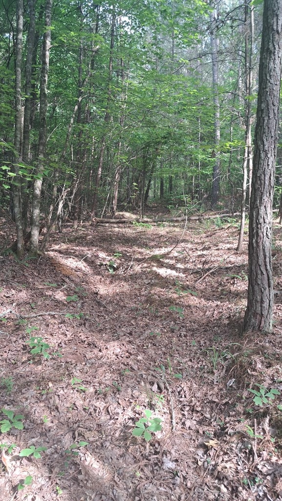TRACT10 Airport Rd, Piney Creek Acres, Rockwood, TN 37854 - photo 5
