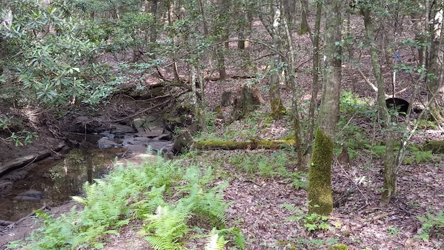 TRACT10 Airport Rd, Piney Creek Acres, Rockwood, TN 37854 - photo 6
