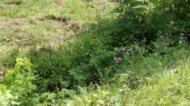 8.63AC Gravely Hill Rd, Bethpage, TN 37022