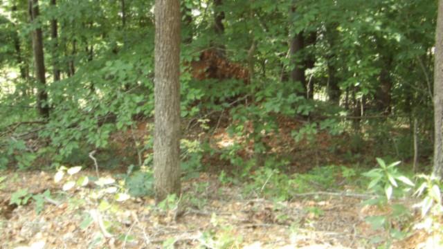 8.63AC Gravely Hill Rd, Bethpage, TN 37022