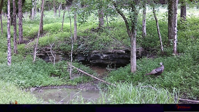 0000 Felps Ln, Gainesboro, TN 38562 - photo 15