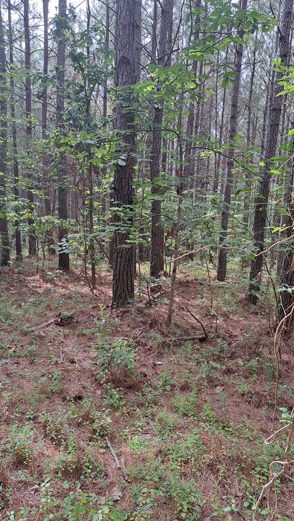 TRACT13 Airport Rd, Piney Creek Acres, Rockwood, TN 37854 - photo 13