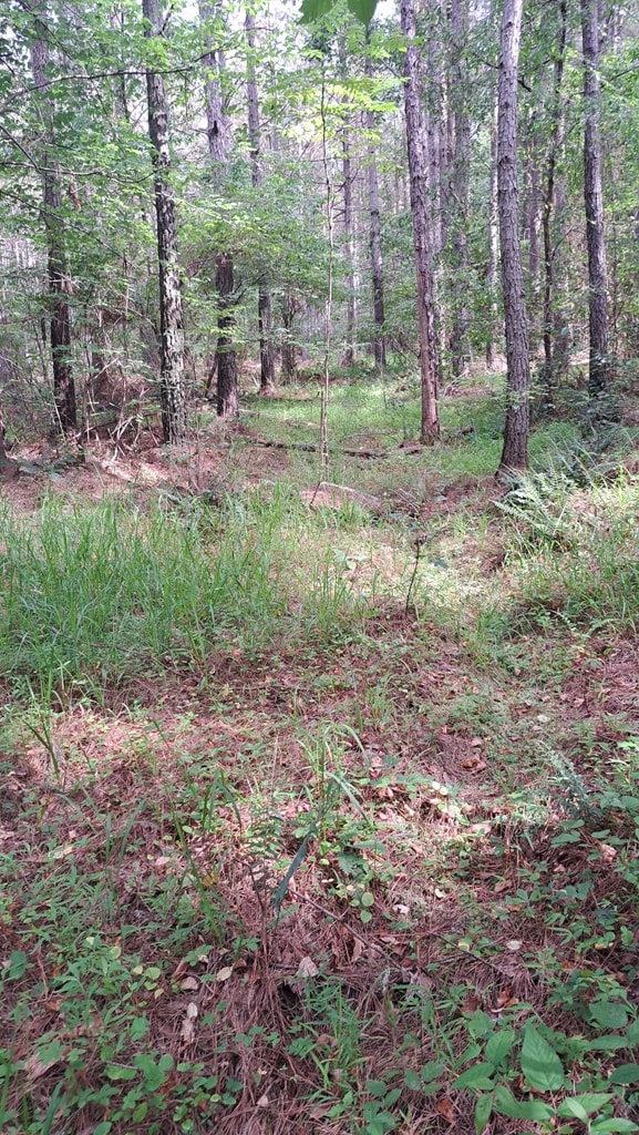 TRACT13 Airport Rd, Piney Creek Acres, Rockwood, TN 37854 - photo 8