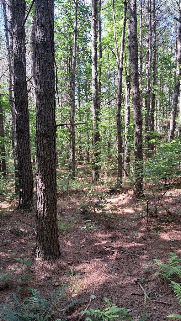 TRACT13 Airport Rd, Piney Creek Acres, Rockwood, TN 37854 - photo 9