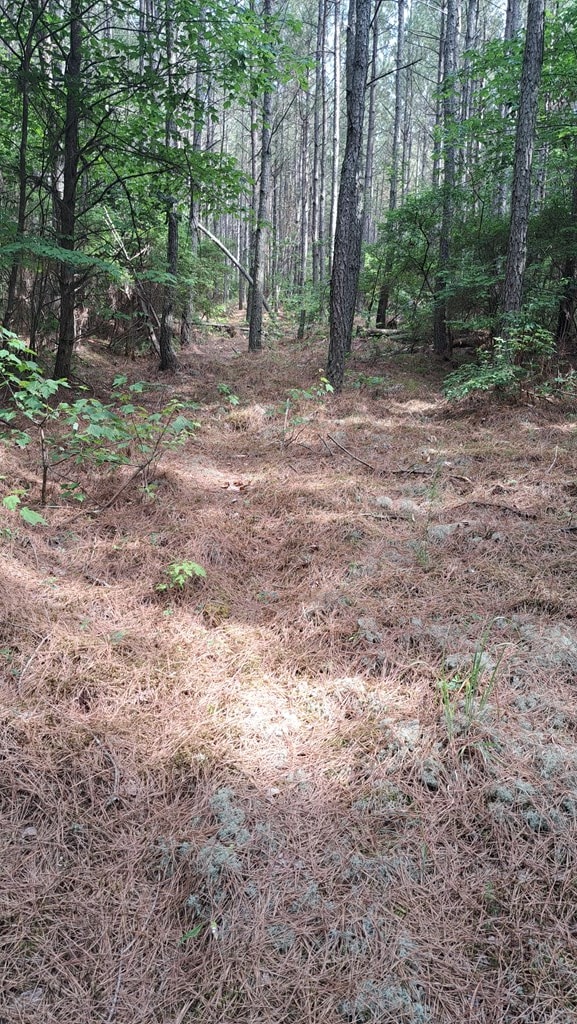 TRACT13 Airport Rd, Piney Creek Acres, Rockwood, TN 37854 - photo 5