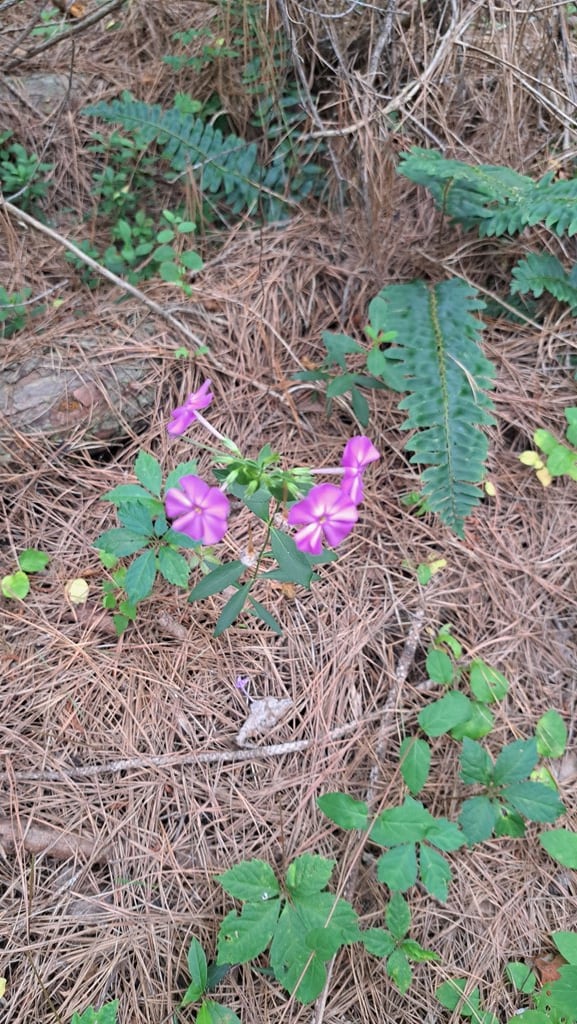 TRACT13 Airport Rd, Piney Creek Acres, Rockwood, TN 37854 - photo 18