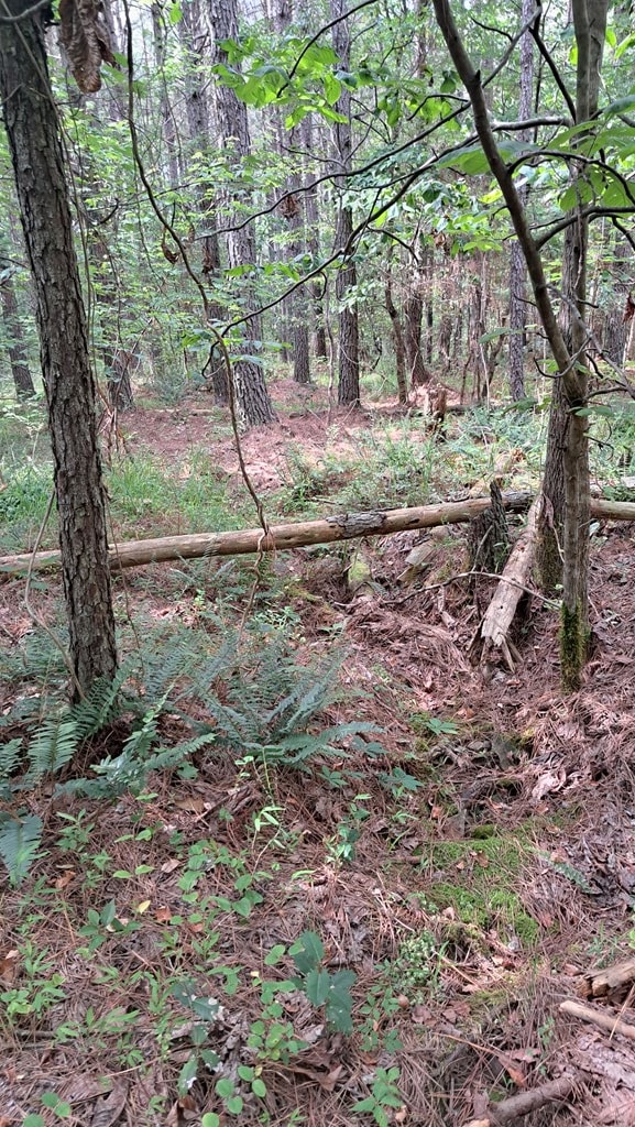 TRACT13 Airport Rd, Piney Creek Acres, Rockwood, TN 37854 - photo 22