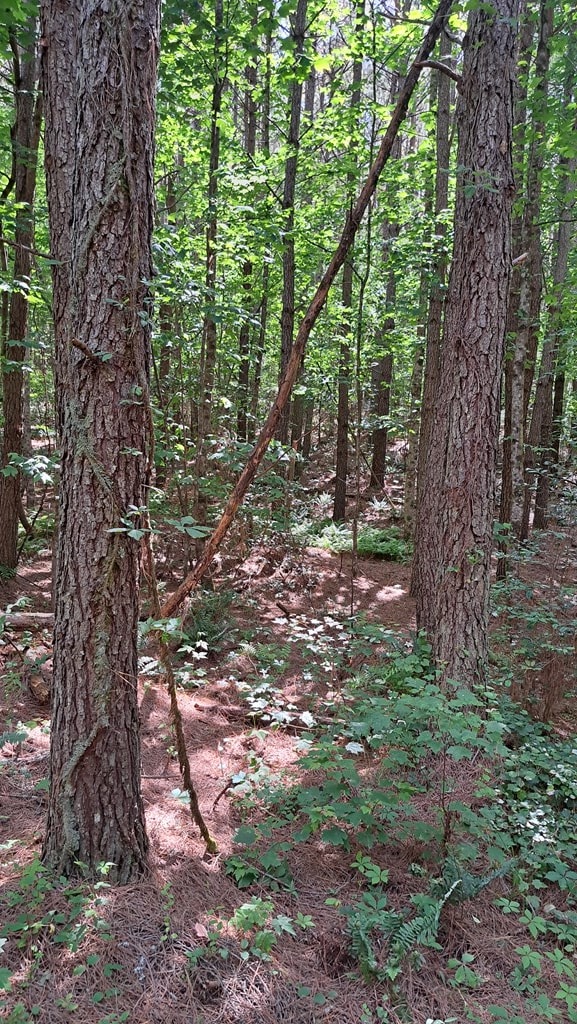 TRACT13 Airport Rd, Piney Creek Acres, Rockwood, TN 37854 - photo 20