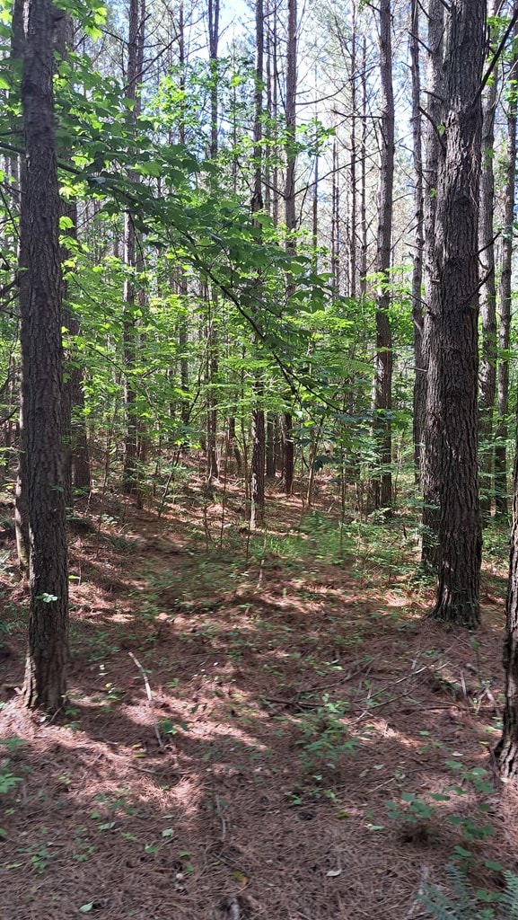 TRACT13 Airport Rd, Piney Creek Acres, Rockwood, TN 37854 - photo 4