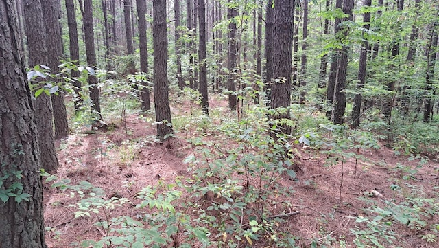 TRACT13 Airport Rd, Piney Creek Acres, Rockwood, TN 37854 - photo 21