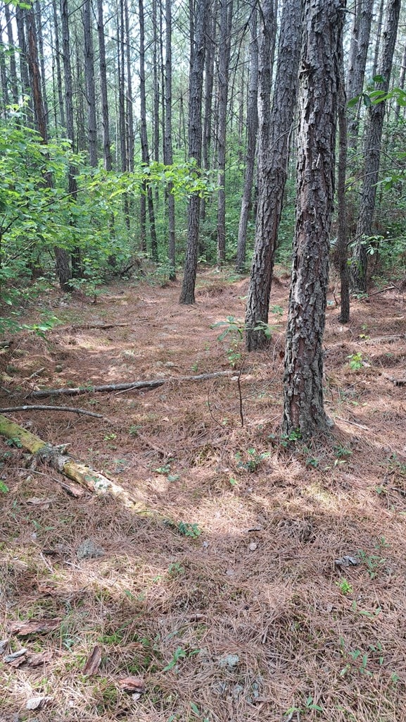 TRACT13 Airport Rd, Piney Creek Acres, Rockwood, TN 37854 - photo 23