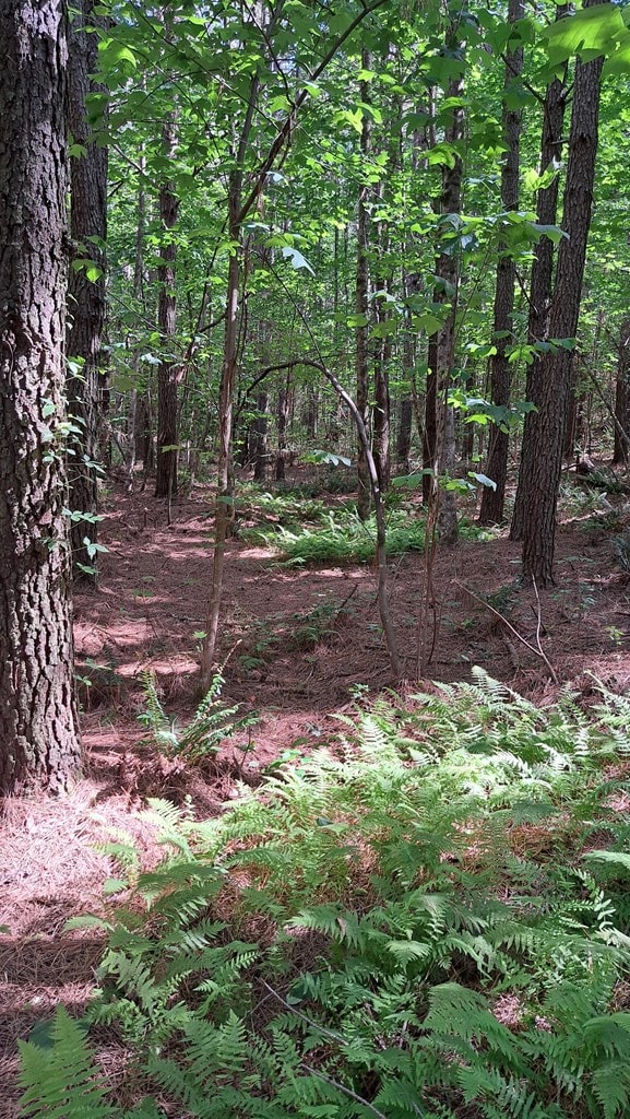 TRACT13 Airport Rd, Piney Creek Acres, Rockwood, TN 37854 - photo 19