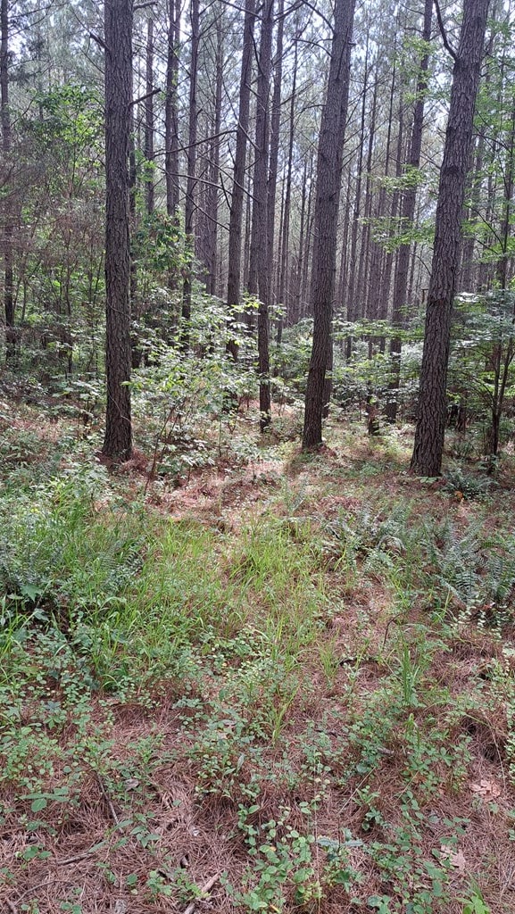 TRACT13 Airport Rd, Piney Creek Acres, Rockwood, TN 37854 - photo 14
