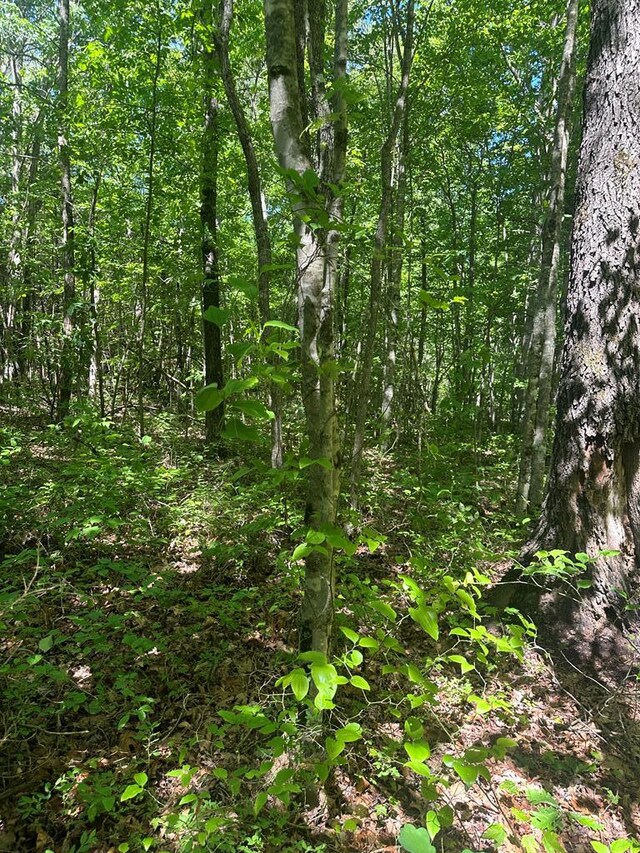 LOT239 Hood Ln, Wilder, TN 38589 - photo 11