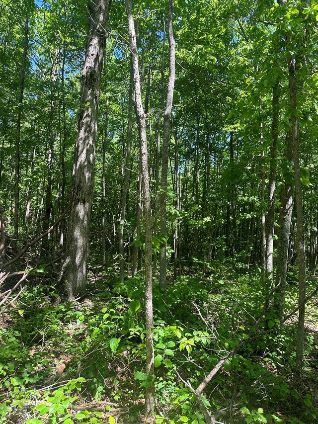 LOT239 Hood Ln, Wilder, TN 38589 - photo 6