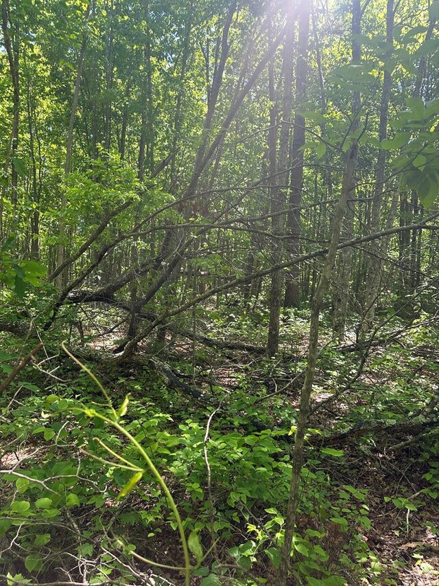 LOT239 Hood Ln, Wilder, TN 38589 - photo 7