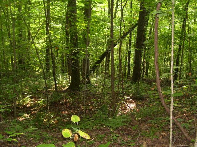 LOT239 Hood Ln, Wilder, TN 38589 - photo 3