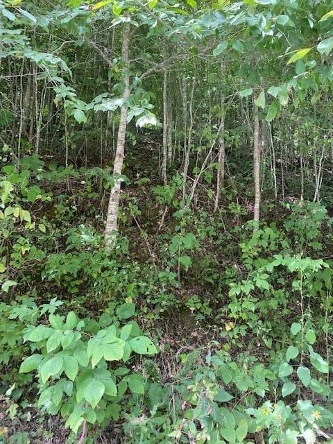 LOT21 E Bobcat Ln, Wilder, TN 38589 - photo 7