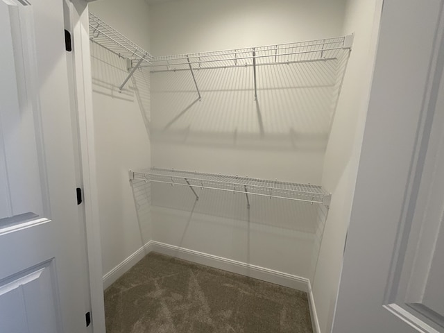 walk in closet featuring carpet floors