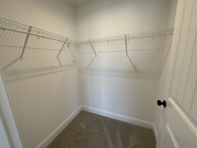 spacious closet featuring carpet flooring