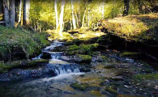 view of local wilderness