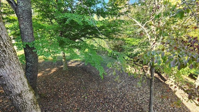 view of local wilderness