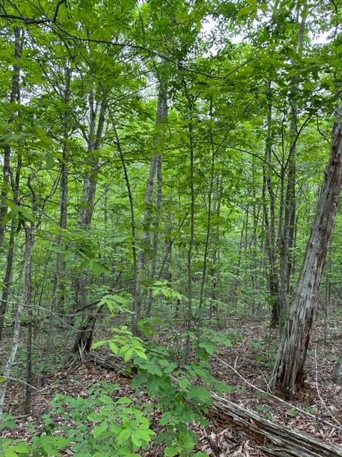 Listing photo 3 for LOT91 Buckeye Ln, Wilder TN 38589