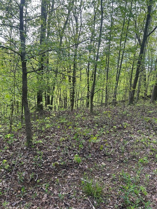 view of landscape featuring a forest view