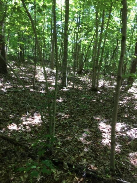 Listing photo 3 for LOT75 W Bobcat Ln, Wilder TN 38589