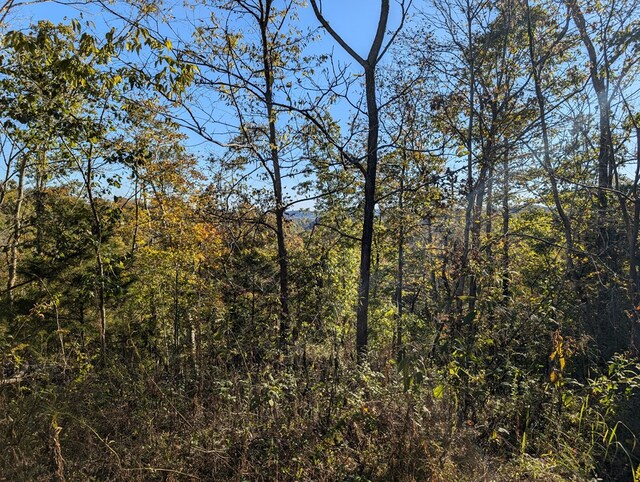 view of local wilderness featuring a forest view