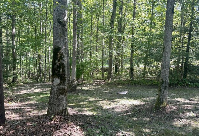 view of local wilderness with a forest view